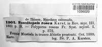 Rhodofomes roseus image